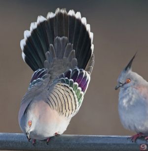 Crested-Pigeon